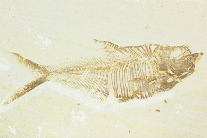 Fossil Fish (Diplomystus) - Green River Formation #122744